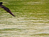 Double Creasted Cormorant